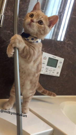 ホース つかむ 猫 ミルくん 大きく ビフォーアフター