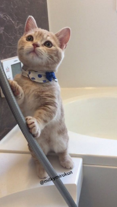 ホース つかむ 猫 ミルくん 大きく ビフォーアフター