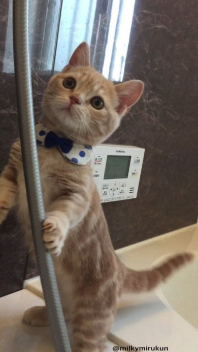 ホース つかむ 猫 ミルくん 大きく ビフォーアフター