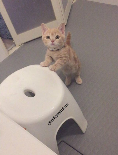 ホース つかむ 猫 ミルくん 大きく ビフォーアフター