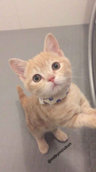 ホース つかむ 猫 ミルくん 大きく ビフォーアフター