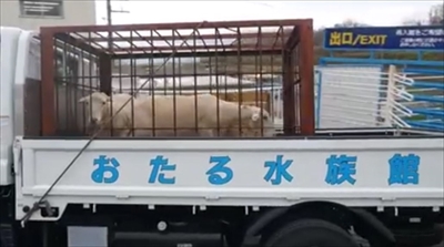 おたる水族館ヒツジ