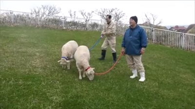 おたる水族館ヒツジ