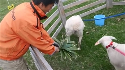 おたる水族館ヒツジ