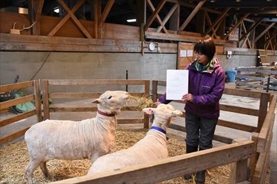 おたる水族館ヒツジ