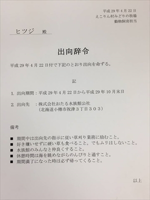 おたる水族館ヒツジ
