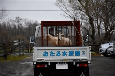 おたる水族館ヒツジ