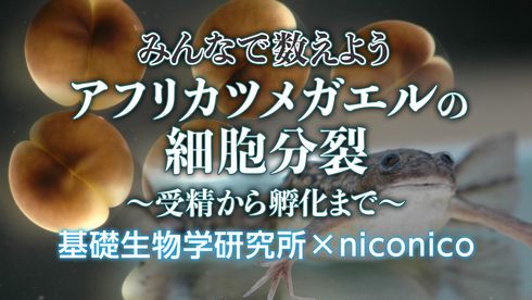 ニコ生　カエル　細胞分裂