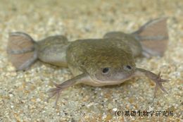 ニコ生　カエル　細胞分裂