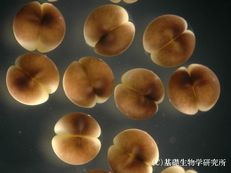 ニコ生　カエル　細胞分裂