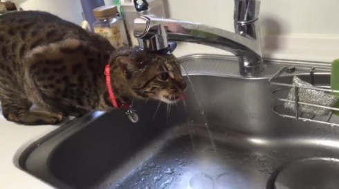 猫 水 飲めてない