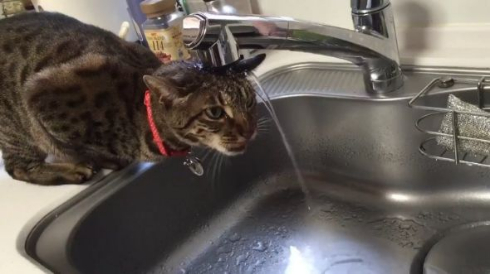 猫 水 飲めてない