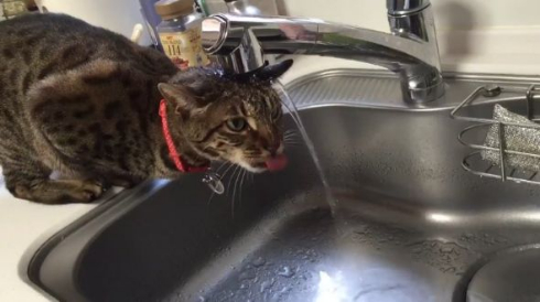 猫 水 飲めてない