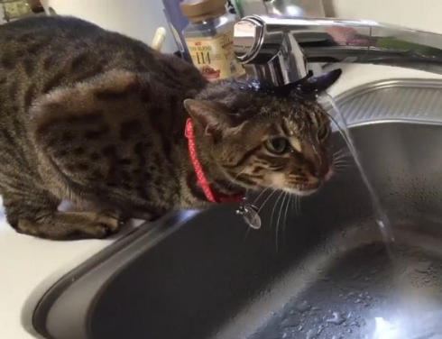 猫 水 飲めてない