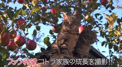 劇場版　世界ネコ歩き