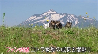 劇場版　世界ネコ歩き