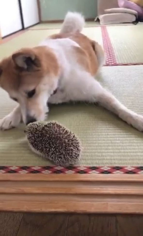 びびり 犬 マイペース はりねずみ