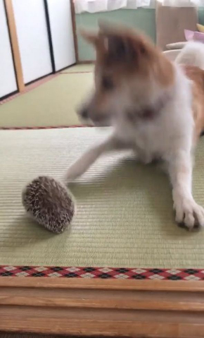 びびり 犬 マイペース はりねずみ