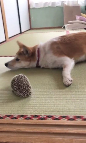 びびり 犬 マイペース はりねずみ