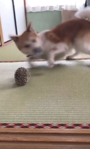 びびり 犬 マイペース はりねずみ