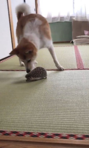 びびり 犬 マイペース はりねずみ