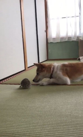 びびり 犬 マイペース はりねずみ