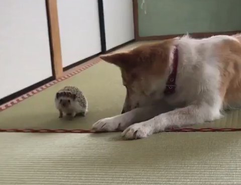 びびり 犬 マイペース はりねずみ