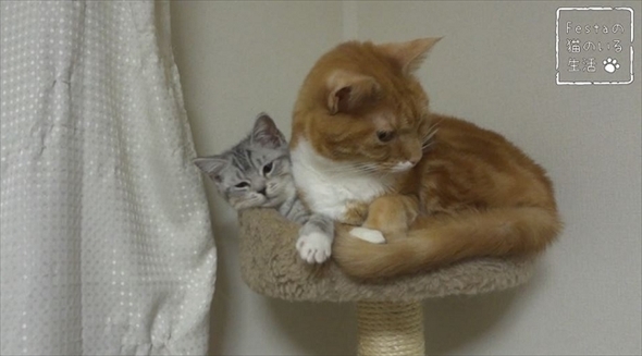 猫のちゃいとすし　仲良し姉妹の日常