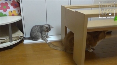 猫のちゃいとすし　仲良し姉妹の日常