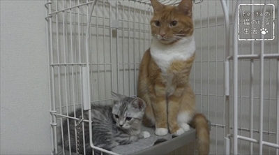 猫のちゃいとすし　仲良し姉妹の日常