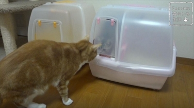 猫のちゃいとすし　仲良し姉妹の日常