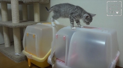 猫のちゃいとすし　仲良し姉妹の日常