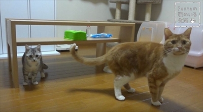 猫のちゃいとすし　仲良し姉妹の日常