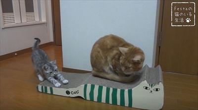 猫のちゃいとすし　仲良し姉妹の日常