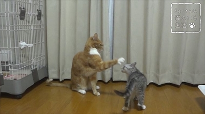 猫のちゃいとすし　仲良し姉妹の日常