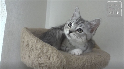 猫のちゃいとすし　仲良し姉妹の日常