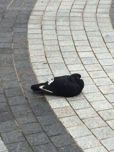 ナイキ 鳩 NIKE 靴 ハト