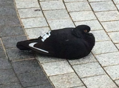 ナイキ 鳩 NIKE 靴 ハト