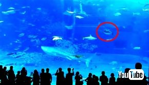 「フラッシュ撮影のせいでマグロが死んだ」誤情報拡散　美ら海水族館は「フラッシュ影響しない」