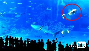 「フラッシュ撮影のせいでマグロが死んだ」誤情報拡散　美ら海水族館は「フラッシュ影響しない」