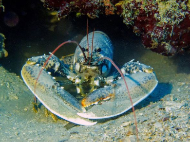 オレンジ色 ロブスター 発見