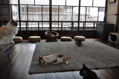 キャットアパートメント