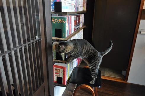 キャットアパートメント