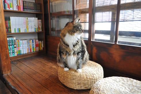 キャットアパートメント