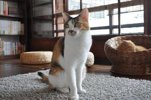 キャットアパートメント