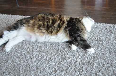 キャットアパートメント