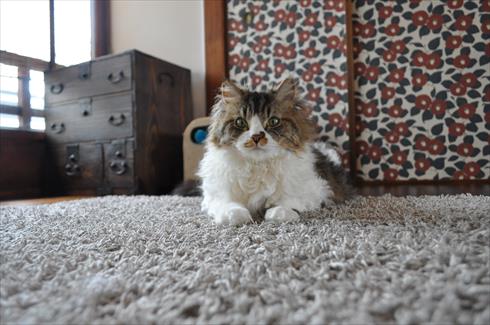 キャットアパートメント