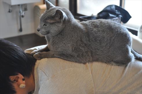 キャットアパートメント