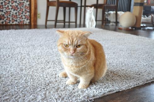 キャットアパートメント