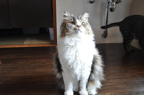 キャットアパートメント